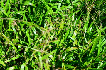 green grass background