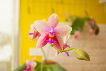 Beautiful rare orchid in pot on yellow background