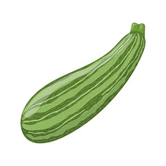 Fresh zucchini isolated on white background. Organic food. Cartoon style. Vector illustration for design.