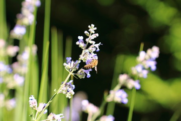 Die Biene an der Blüte