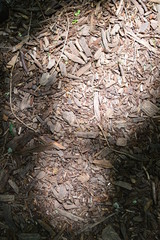 background of dry leaves