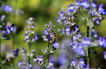 Die Biene an der Blüte
