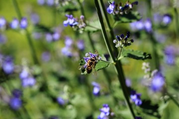 Die Biene an der Blüte