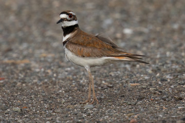 Killdeer seen in the wild in a North California marsh