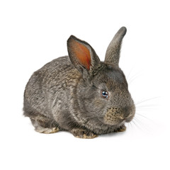 Little domestic rabbit isolated on white background.
