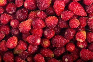 red fresh wild strawberries background