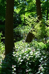 flower in the garden