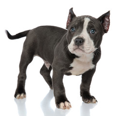 Mystified American Bully curiously looking to camera