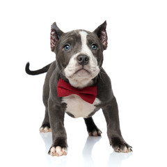 Playful American Bully standing and wearing a red bowtie