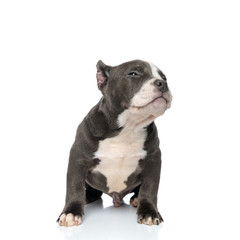 Concerned American Bully puppy looking and frowning