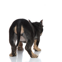 Fototapeta premium Rear view of a black American Bully standing