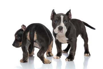 Two concerned American Bully puppies standing
