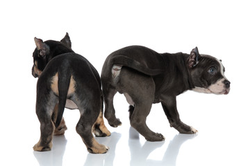 Side and back view of two American Bully puppies