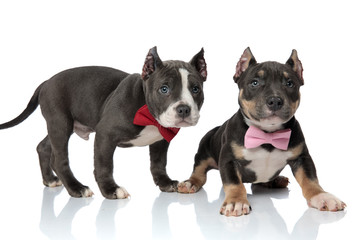 Two American Bully puppies standing and looking forward
