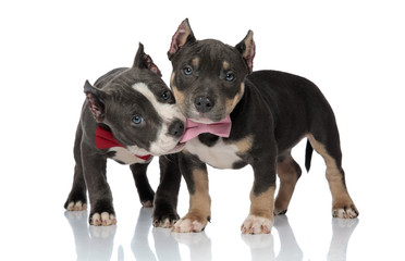 American Bully chewing on his friend's pink bowtie