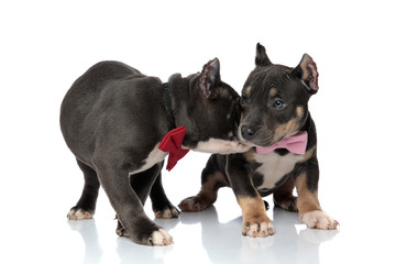 Playful American Bully puppy sniffing his friend