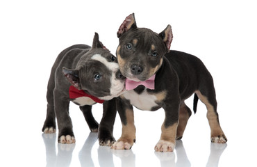 American Bully biting on his firend's pink bowtie