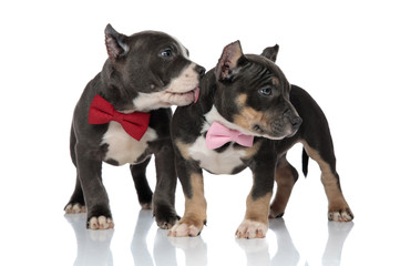 Adorable American Bully puppies curiously looking sideways