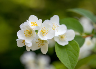 Obraz na płótnie Canvas Beautiful blossoming branch of jasmine in garden