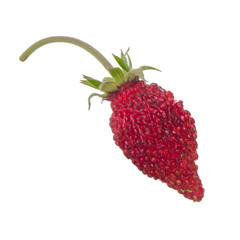 single fresh red wild strawberry isolated on white background