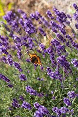 Colorful Butterfly on the blooming lavender flowers