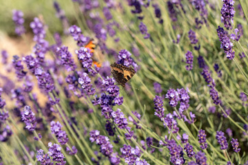  the blooming lavender flowers in Provence, near Sault, France