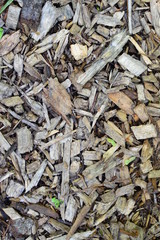 background of dry leaves