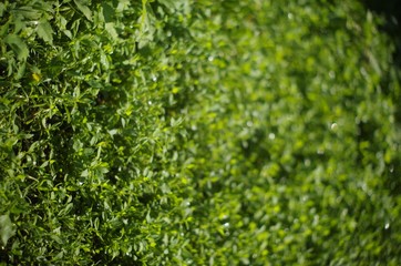 green grass background