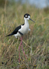Black-necked stilt, seen in a North California marsh