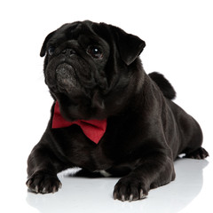 Curious pug looking to the side