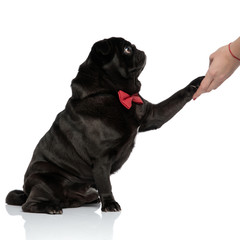 Lovely black pug giving handshake