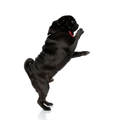 Side view of adorable pug standing on two legs