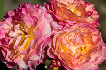 Colorful roses flowers on the branch in the garden