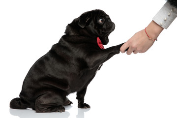 Side view of lovely pug shaking hands with a person