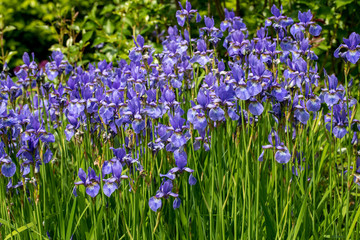 Fototapeta premium Blue flowers Iris versicolor beautifully blooming in the garden