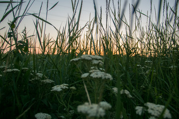 Yarrow close-up, in the green grass in the sunset