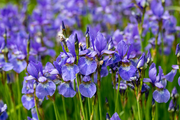 Blue flowers Iris versicolor beautifully blooming in the garden