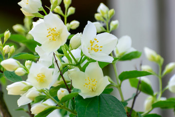 Jasmine blossom closeup