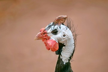 Helmeted Guineafowl Numida Meleagris f. Domestica Head Closeup