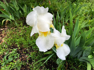 Obraz premium white iris in the garden