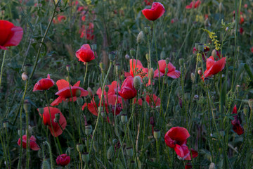 Red poppies close-up, in the green grass in the sunset