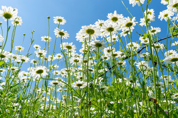 Fototapeta premium Daisies in summer