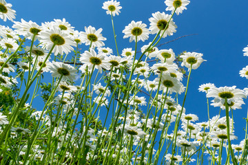 Fototapeta premium Daisies in summer