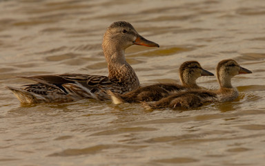 wild duck and her ducklings