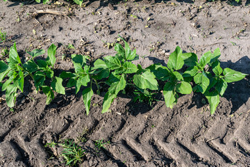 Sunflower plants on field