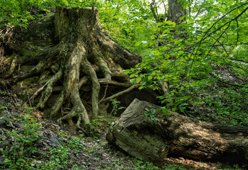the root of a felled tree in the forest among the grass and foliage of trees