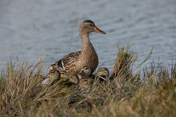wild duck and her ducklings