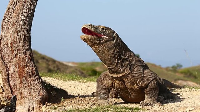Komodo dragon sits on the ground and yawns. Widely opens its huge mouth. Komodo National Park. Indonesia. Close-up. Beautiful background.
