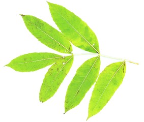 Fallen, green and autumnal rustic Ash (Fraxinus excelsior) starting to decay and showing veins and texture isolated against a white background