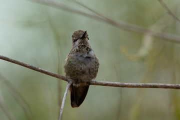 Hummingbird, seen perched  in North California
